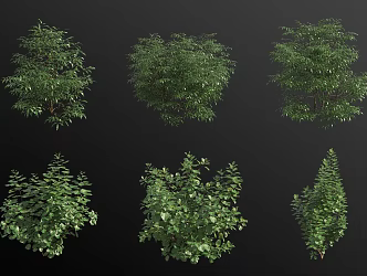 elderflower golden leaf shrub 3d model