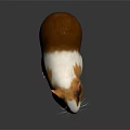 Cute Brown And White Guinea Pig On Gray Surface With Reflection
