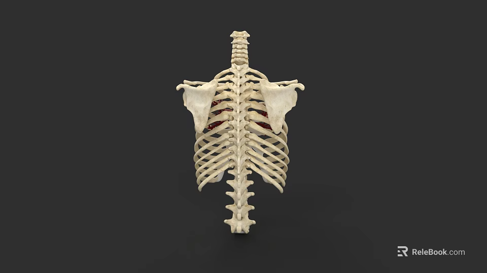 Thoracic Organs Anatomical Model With Rib Cage And Spine Structure 3d model 