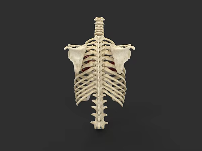 Thoracic Organs Anatomical Model With Rib Cage And Spine Structure 3d model