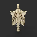 Thoracic Organs Anatomical Model With Rib Cage And Spine Structure