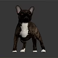3D Rendering Of Brown Black French Bulldog With White Paws Standing On Gray Background