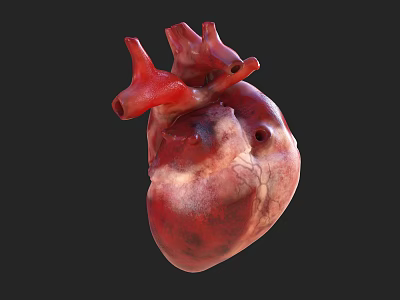 3D Rendered Human Heart Thoracic Organ Detailed Anatomical Structure View 3d model