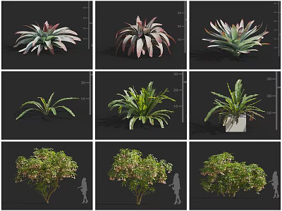 Various Types of Decorative Leafy and Bushy Plants for Design Projects 3d model