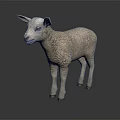 Cute Realistic White Lamb Standing On Dark Background With Reflection 3d model