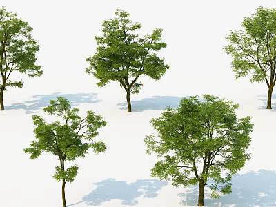 Green Leafy Trees With Various Shapes And Shadows On White Surface 3d model