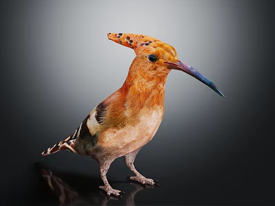 Vibrant Orange Bird With Spotted Crest Long Beak And Striped Wings Standing On Dark Background 3d model