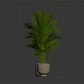 Three Green Palm Plants In Terra Cotta Pots Against Dark Background