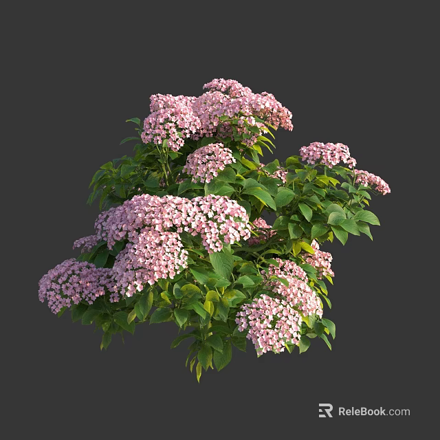 Lush Pink Hydrangea Flowers With Vibrant Green Leaves In Bloom 3d model 