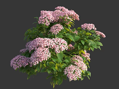 Lush Pink Hydrangea Flowers With Vibrant Green Leaves In Bloom 3d model