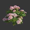 Lush Pink Hydrangea Flowers With Vibrant Green Leaves In Bloom