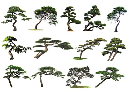 2D Black Pine Luo Han Pine Modeling Pinus tabulaeformis Welcome Pine Floating Branch Pine Partial Crown Tree Modeling Tree Landscape Tree 3d model