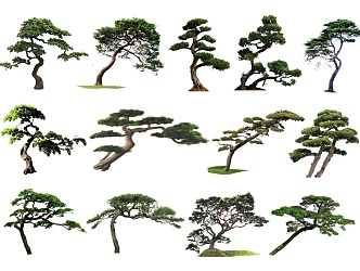 2D Black Pine Luo Han Pine Modeling Pinus tabulaeformis Welcome Pine Floating Branch Pine Partial Crown Tree Modeling Tree Landscape Tree 3d model