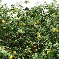 Lush Arbor Trees With Green Leaves And Orange Fruits On White Background