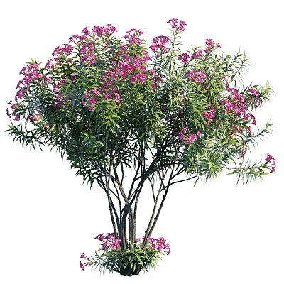Ornamental Tree With Pink Flowers And Dense Green Foliage In Garden 3d model