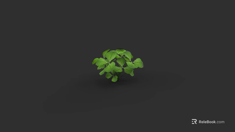 Small Green Leaf Shrub With Lush Foliage On Black Background 3d model
