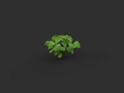 Small Green Leaf Shrub With Lush Foliage On Black Background 3d model