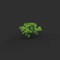 Small Green Leaf Shrub With Lush Foliage On Black Background 3d model