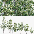 Lush Arbor with Green Leaves and White Flowers Enhancing Garden Landscape Design