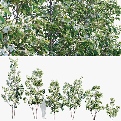 Lush Arbor with Green Leaves and White Flowers Enhancing Garden Landscape Design 3d model
