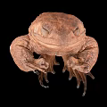 Brown Amphibian with Rough Skin and Long Tail on Black Background