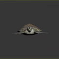 Colorful Sea Turtle With Vibrant Carapace And Detailed Flipper Texture