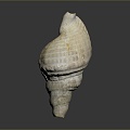 conch bone snail snail field snail shellfish marine animal fish freshwater fish marine fish animal 3d model