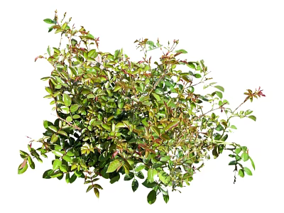 Modern shrub grass 3d model Modern shrub grass 3d model