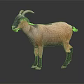 Brown and Black Goat With Curved Horns Standing on Black Surface Against Gray Background