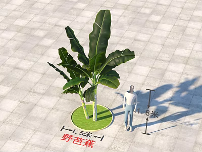 Wild Banana Arbor Tree 8 Meters Tall with 1.5 Meters Diameter Base on Paved Ground 3d model