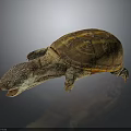 Turtle With Spotted Head Open Mouth And Brown Yellow Patterned Shell On Dark Background Reflection