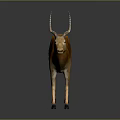 Realistic 3D Antelope Model With Orange White Fur And Curved Horns On Gray Background