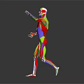 Colorful 3D Human Limb Muscle Anatomy Model Displaying Muscular Tissues And Anatomical Structures
