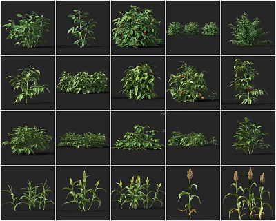 Modern Crop Raspberry Red Raspberry Raspberry Tomato Potato Potato Sorghum Sweet Sorghum 3d model