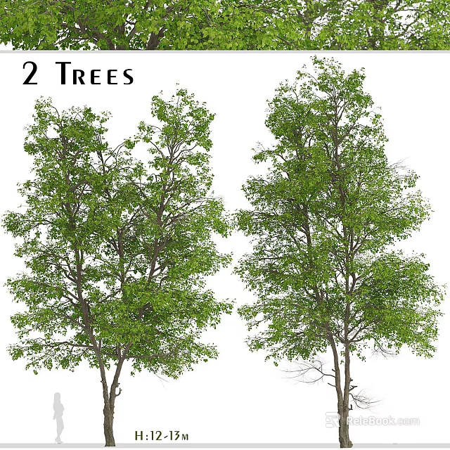 Two Healthy Arbor Trees With Lush Green Leaves And Strong Straight Trunks 3d model 