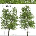Modern Landscape Trees Poplar Maple Pine Trees Big Trees Tropical Trees 3d model