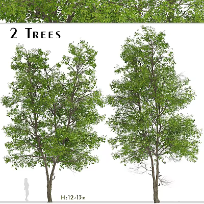 Two Healthy Arbor Trees With Lush Green Leaves And Strong Straight Trunks 3d model