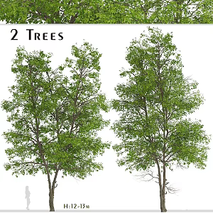 Modern Landscape Trees Poplar Maple Pine Trees Big Trees Tropical Trees 3d model