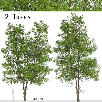 Modern Landscape Trees Poplar Maple Pine Trees Big Trees Tropical Trees 3d model