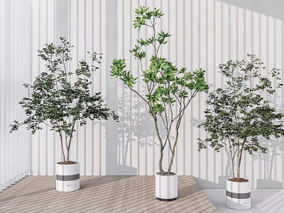 Three Potted Bonsai Trees in White Planters on Wooden Floor with White Striped Wall Background 3d model