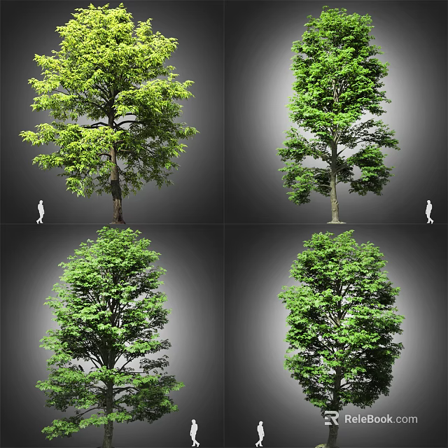 Various Healthy Arbor Trees with Green Leaves and Natural Growth Features 3d model 