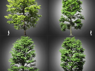 Various Healthy Arbor Trees with Green Leaves and Natural Growth Features 3d model