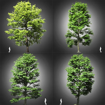 Various Healthy Arbor Trees with Green Leaves and Natural Growth Features 3d model