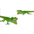 Two Green Striped Lizards With Yellow Throat Fans On White Surface