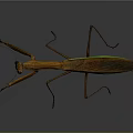 Brown and Green Praying Mantis Standing on Reflective Surface with Gray Background 3d model