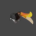 Colorful Hornbill Bird With Yellow Orange Beak And Black White Body On Dark Green Background