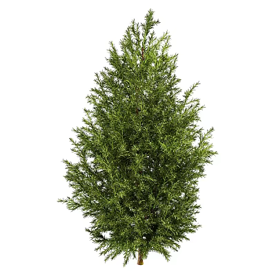 Evergreen Tree With Lush Green Foliage And Tall Dense Growth Habit 3d model Evergreen Tree With Lush Green Foliage And Tall Dense Growth Habit 3d model