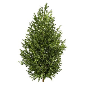 plant cedar 3d model