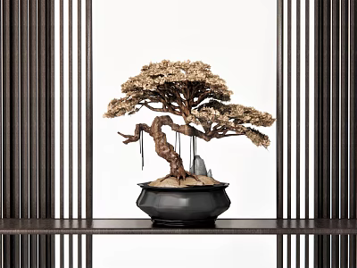 Bonsai Tree With Twisted Trunk And Curved Branches In Black Pot On Wooden Shelf With Vertical Slats 3d model