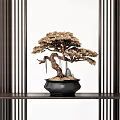Bonsai Tree With Twisted Trunk And Curved Branches In Black Pot On Wooden Shelf With Vertical Slats